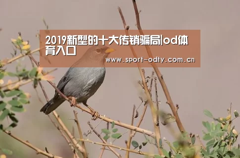 od体育入口